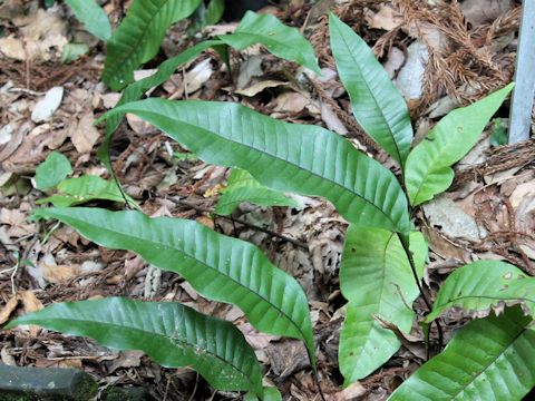 Neocheiropteris ensata