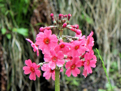 Primula japonica