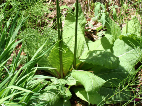 Primula japonica