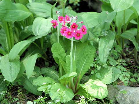 Primula japonica