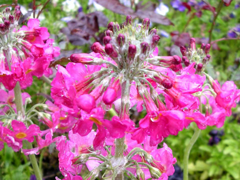 Primula japonica