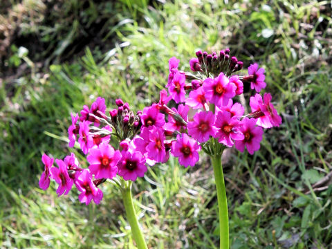 Primula japonica