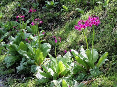 Primula japonica