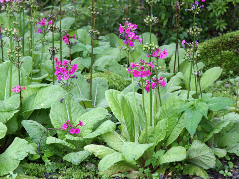 Primula japonica