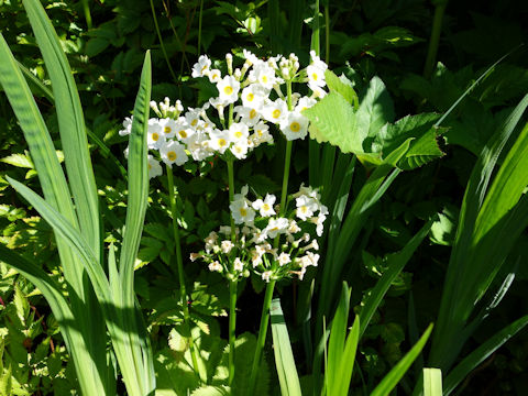 Primula japonica