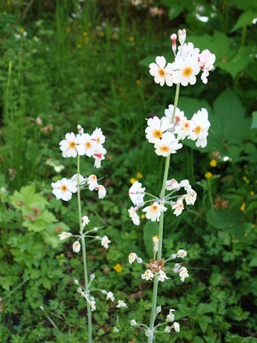 Primula japonica