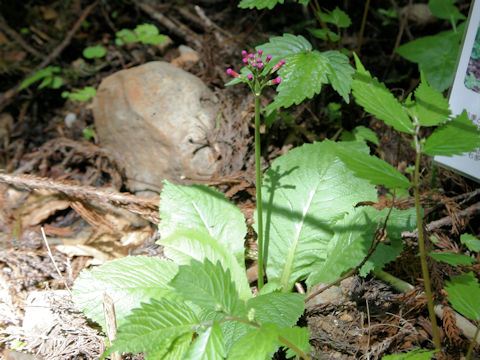 Primula japonica