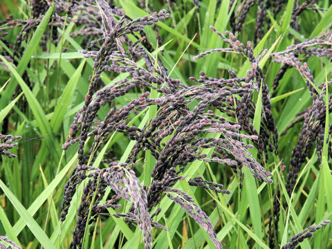 Oryza sativa