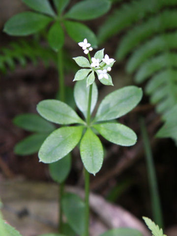 Galium triforiforme var. nipponicum