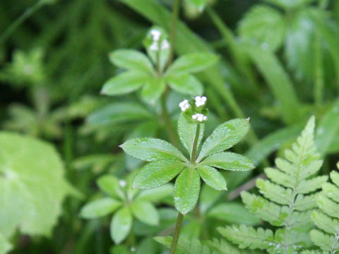 Galium triforiforme var. nipponicum