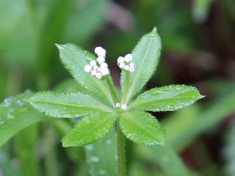 Galium triforiforme var. nipponicum