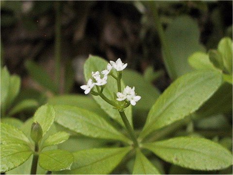 Galium triforiforme var. nipponicum