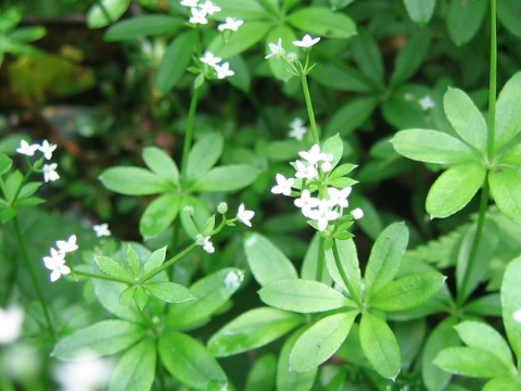 Galium triforiforme var. nipponicum