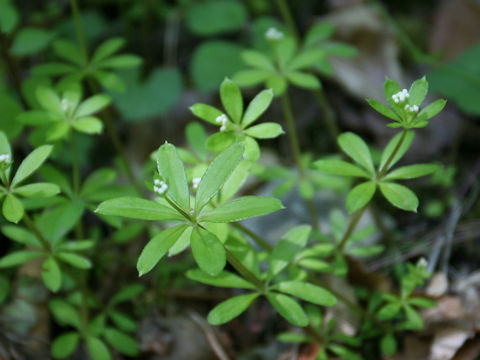 Galium triforiforme var. nipponicum