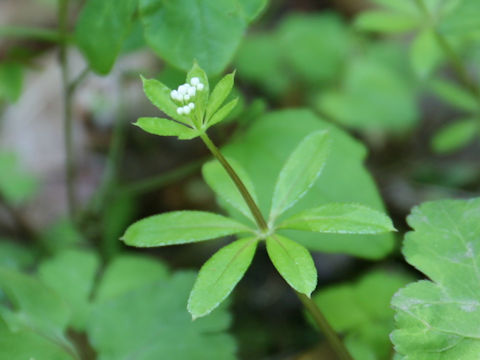 Galium triforiforme var. nipponicum