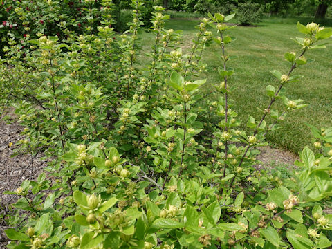 Calycanthus floridus cv. Athens