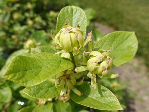 Calycanthus floridus cv. Athens