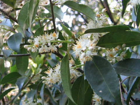 Symplocos prunifolia