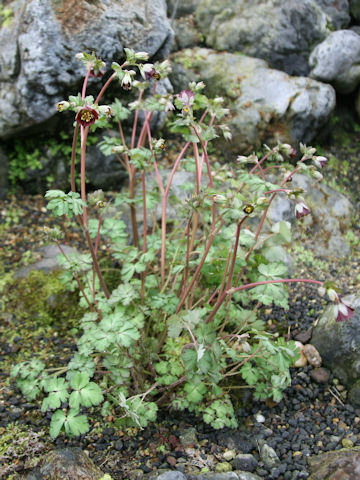 Aquilegia viridiflora var. atropurpurea