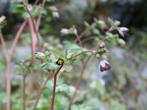 Aquilegia viridiflora var. atropurpurea