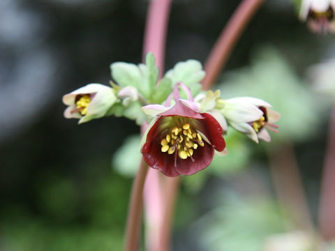Aquilegia viridiflora var. atropurpurea