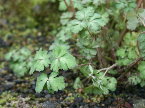 Aquilegia viridiflora var. atropurpurea