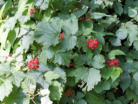 Rubus mesogaeus