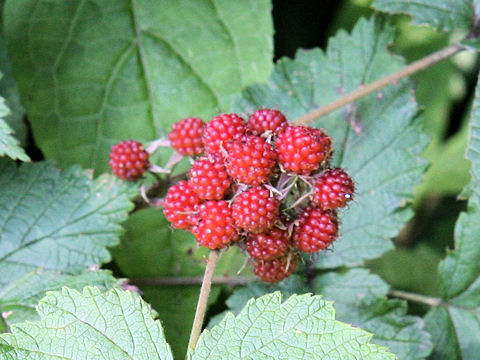 Rubus mesogaeus