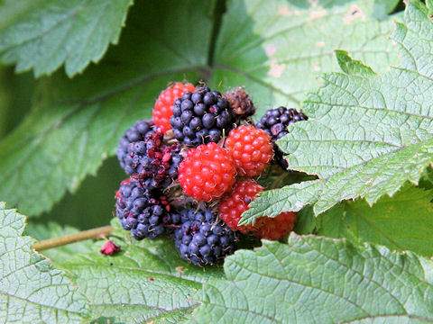 Rubus mesogaeus