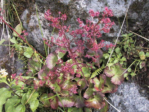 Saxifraga fusca ssp. kikubuki