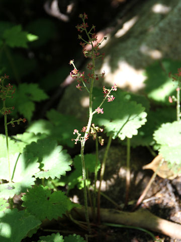 Saxifraga fusca ssp. kikubuki