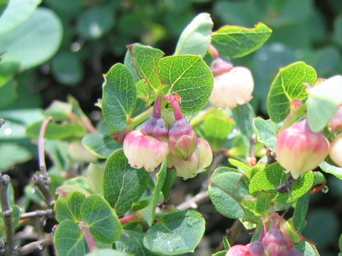 Vaccinium uliginosum