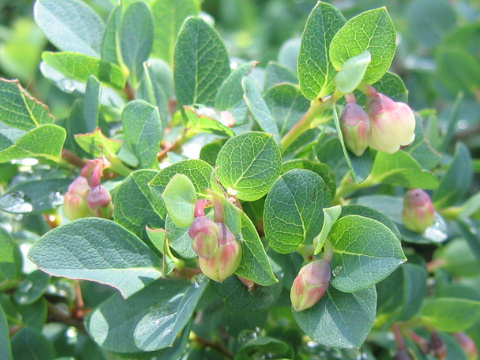 Vaccinium uliginosum