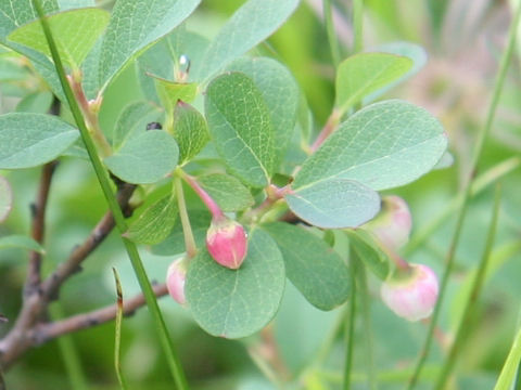 Vaccinium uliginosum