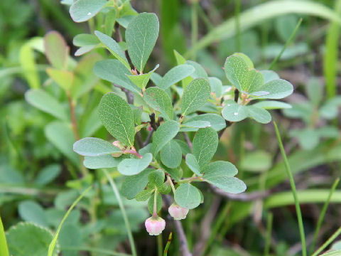 Vaccinium uliginosum