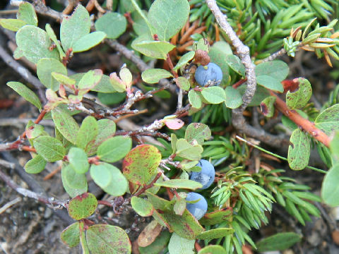 Vaccinium uliginosum