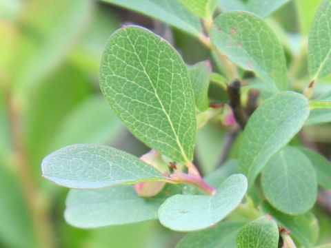 Vaccinium uliginosum