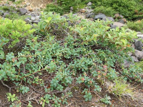 Vaccinium uliginosum