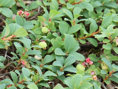 Vaccinium uliginosum