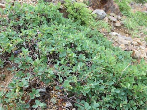 Vaccinium uliginosum