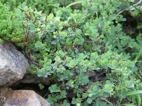 Vaccinium uliginosum