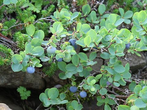 Vaccinium uliginosum