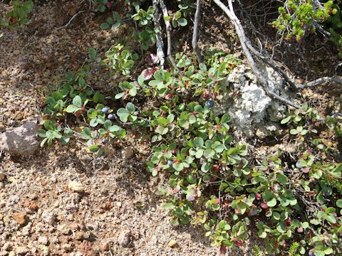 Vaccinium uliginosum