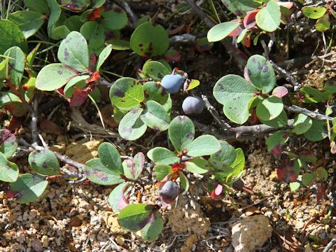 Vaccinium uliginosum