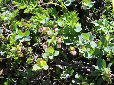 Vaccinium uliginosum