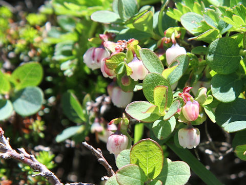 Vaccinium uliginosum