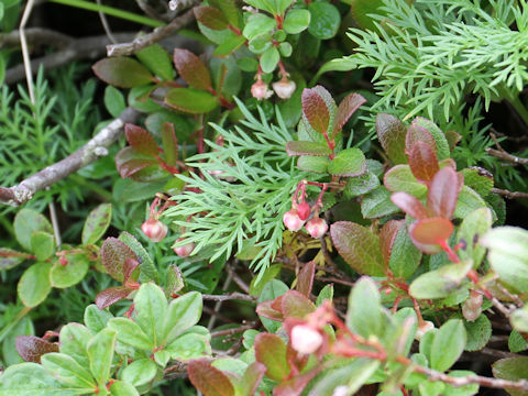 Vaccinium uliginosum