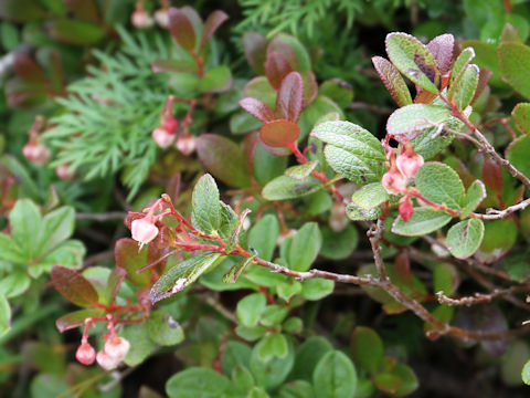 Vaccinium uliginosum