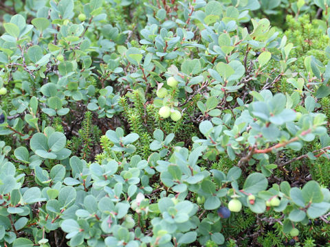 Vaccinium uliginosum