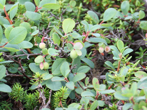 Vaccinium uliginosum